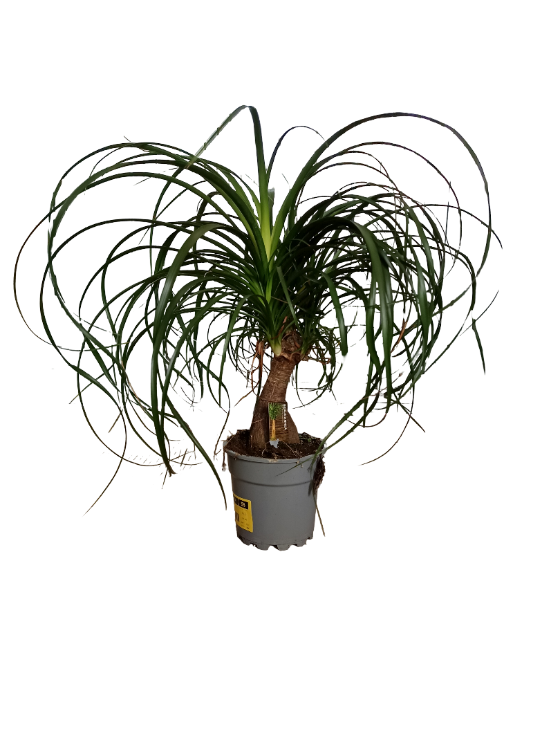 Nolina Pata De Elefante Planta De Interior Ø17 - 50 Cm_0