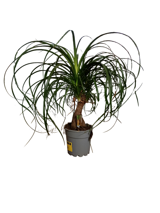 Nolina Pata De Elefante Planta De Interior Ø17 - 50 Cm_0