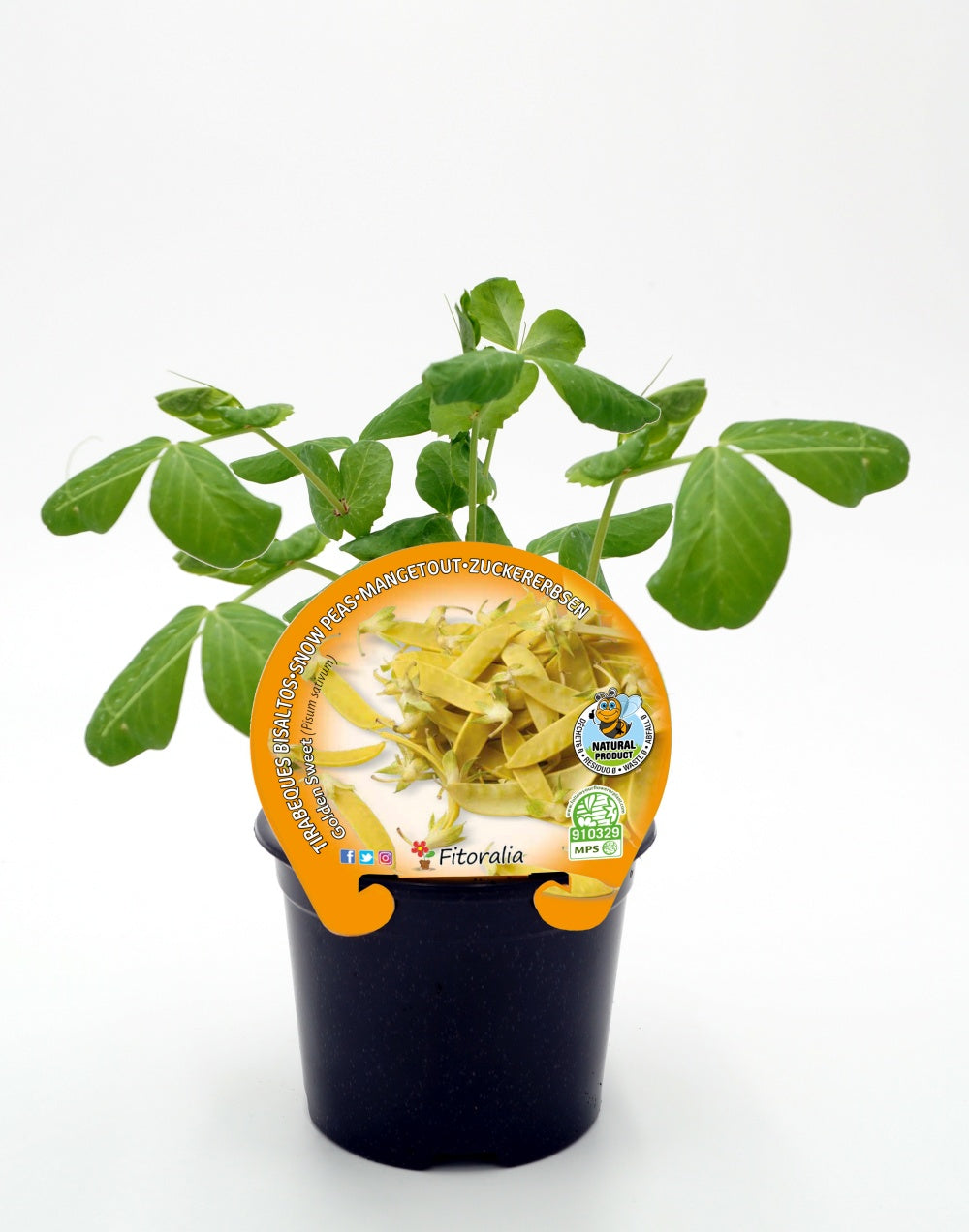 Plantón Guisante Tirabeque Amarillo En Maceta 10,5 Cm. Natural - Fitoralia_0