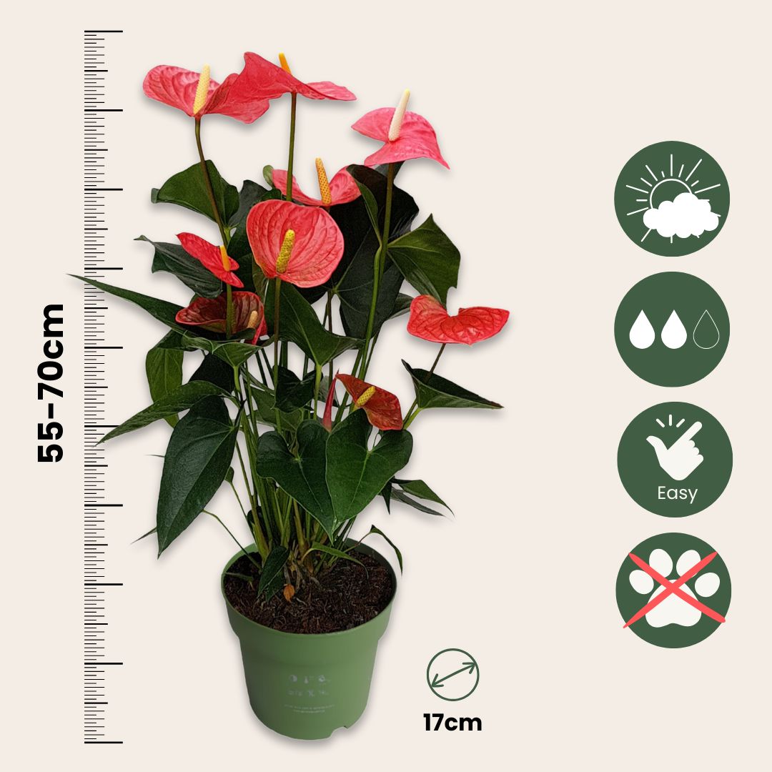 Anturio - Anthurium 'maine Pink' - Incluye Cesta - Altura 55-70cm - Ø17cm_2