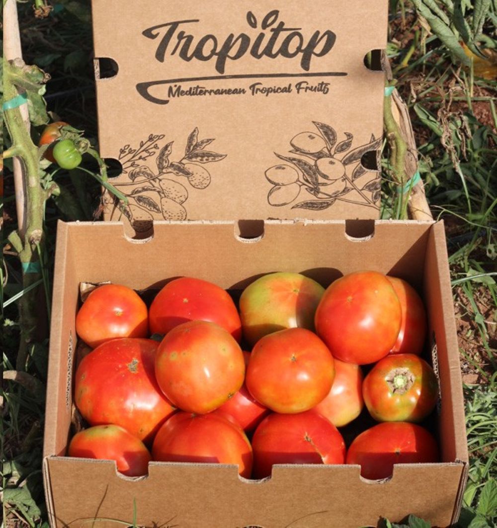 Caja De Tomates Valencianos Tropitop Caja De 3kg_1