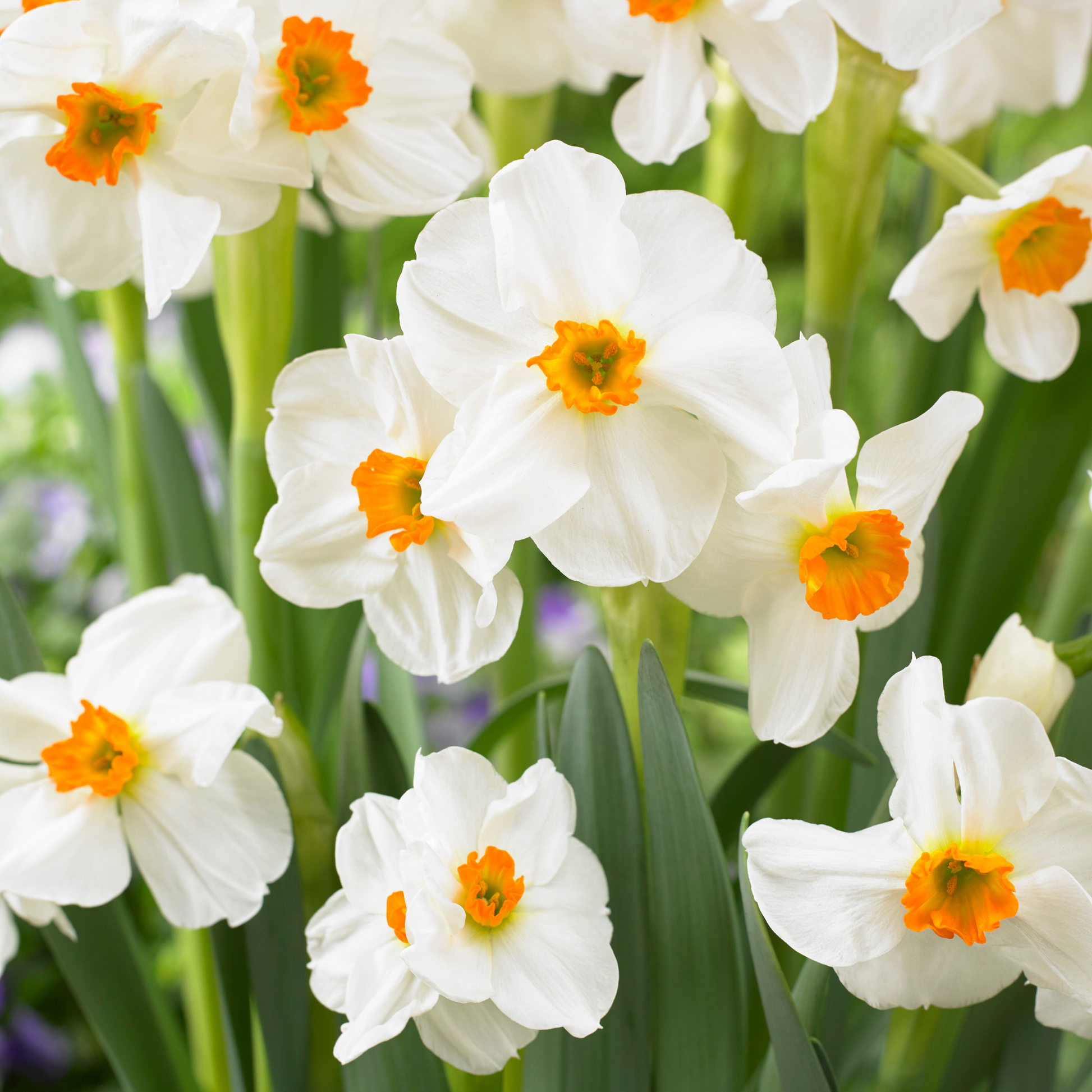 Mezcla De Bulbos De Flor - 25 Pzs - Narcissus Tulipa Hyacinthus_3