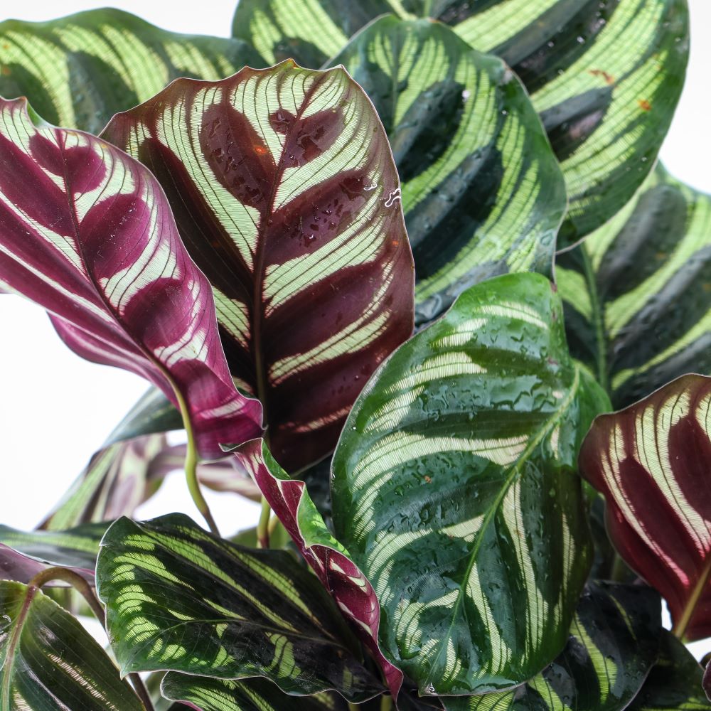 Calathea Makoyana - Planta De Interior - Altura Total Aprox. 60cm._1