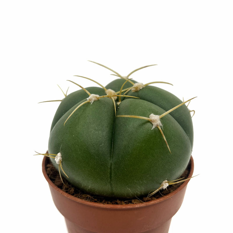 Gymnocalycium Horstii Cactus Y Suculentas M8,5 cm Ø_0