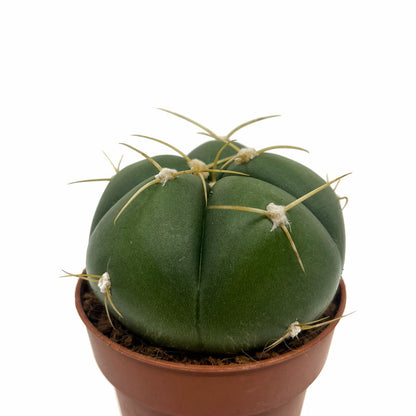 Gymnocalycium Horstii Cactus Y Suculentas M8,5 cm Ø_0