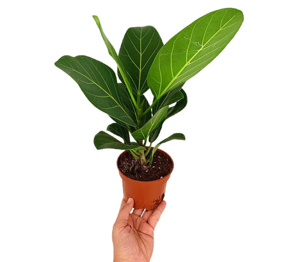 Ficus Benghalensis Audrey M12_0