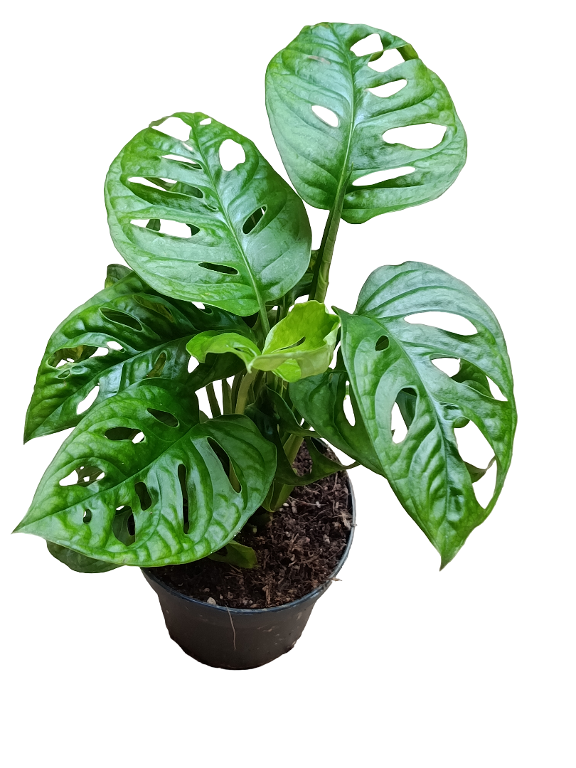 Monstera Adasonii 1 Planta De Interior Ø12 - 30 Cm_0