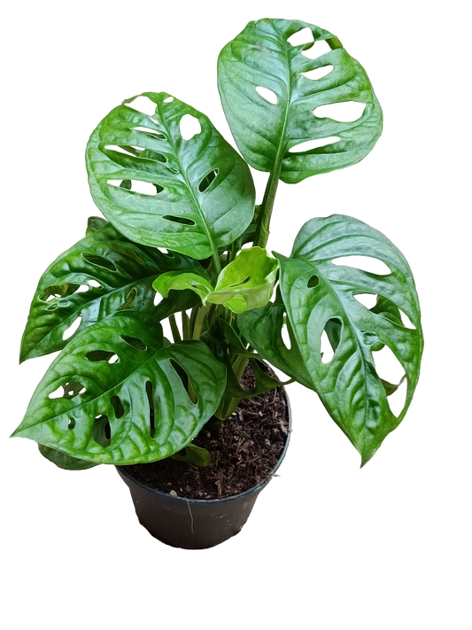 Monstera Adasonii 1 Planta De Interior Ø12 - 30 Cm_0