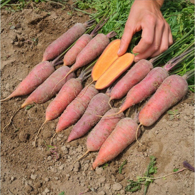 Semillas De Calabaza Rouge Vif D´etampes Ecológicas_0