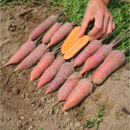 Semillas De Calabaza Rouge Vif D´etampes Ecológicas