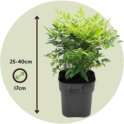 Bambú Sagrado - 3 Pzs - Nandina Domestica - Altura 25-40cm - ⌀17cm_2