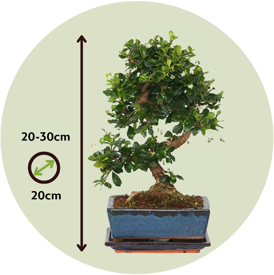 Bonsái - Carmona Microphylla - Altura 25-30cm - ⌀20cm_2