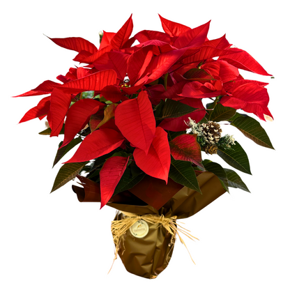 Poinsettia O Flor De Pascua Roja M17 Decorada Navidad_0