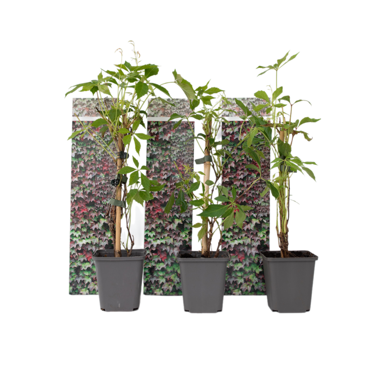 Parra Virgen - 3 Pzs - Parthenocissus Quinquefolia - Altura 25-40cm - ⌀9cm_0