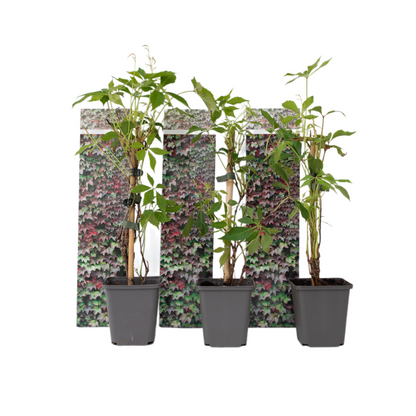 Parra Virgen - 3 Pzs - Parthenocissus Quinquefolia - Altura 25-40cm - ⌀9cm_0