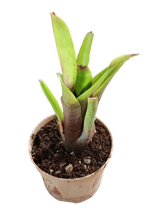 Neoregelia Amandae Planta Bromelia Para Terrarios E Inteior_0