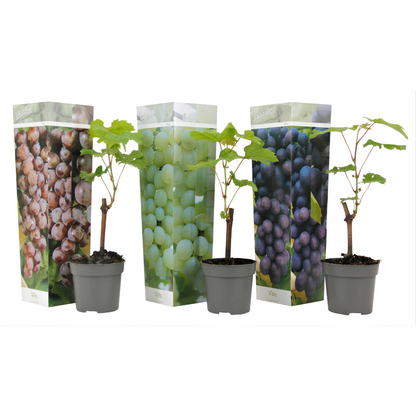 La Vid - 3 Pzs - Vitis Vinifera - Altura 25-40cm - ⌀9cm_0