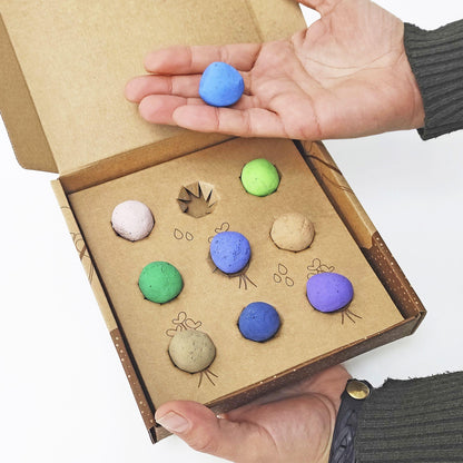 Bombas de sementes de flores silvestres