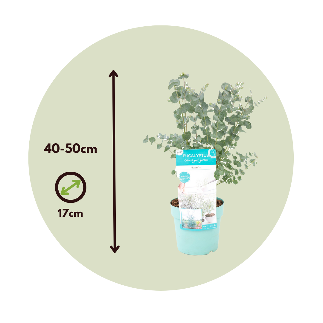 Eucalipto - 2 Pzs - Eucalyptus 'pulverulenta' - Altura 40-50cm - ⌀17cm_2