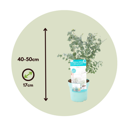 Eucalipto - 2 Pzs - Eucalyptus 'pulverulenta' - Altura 40-50cm - ⌀17cm_2