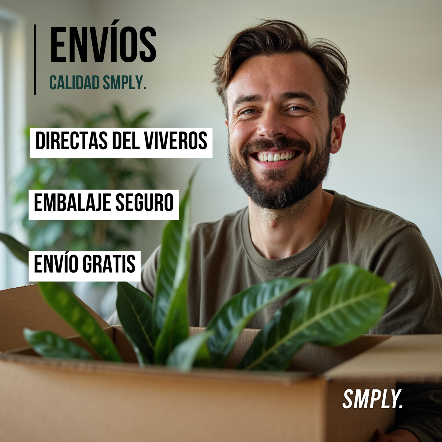 Smply. | Flor De Pascua Poinsettia En Maceta De 14 Cm | Fácil De Cultivar_3