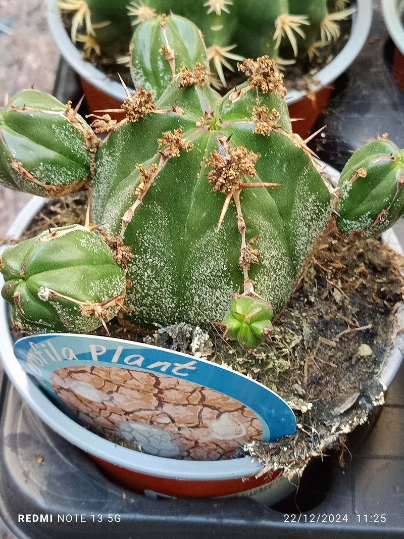 Euphorbia Handiensis Planta Grande Ø13 Par Sol_0