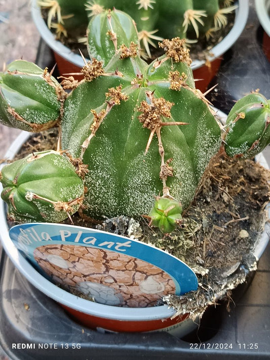 Euphorbia Handiensis Planta Grande Ø13 Par Sol_0