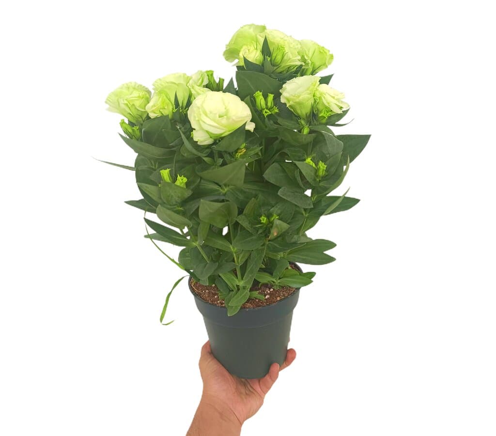 Eustoma Russellianum M17_0