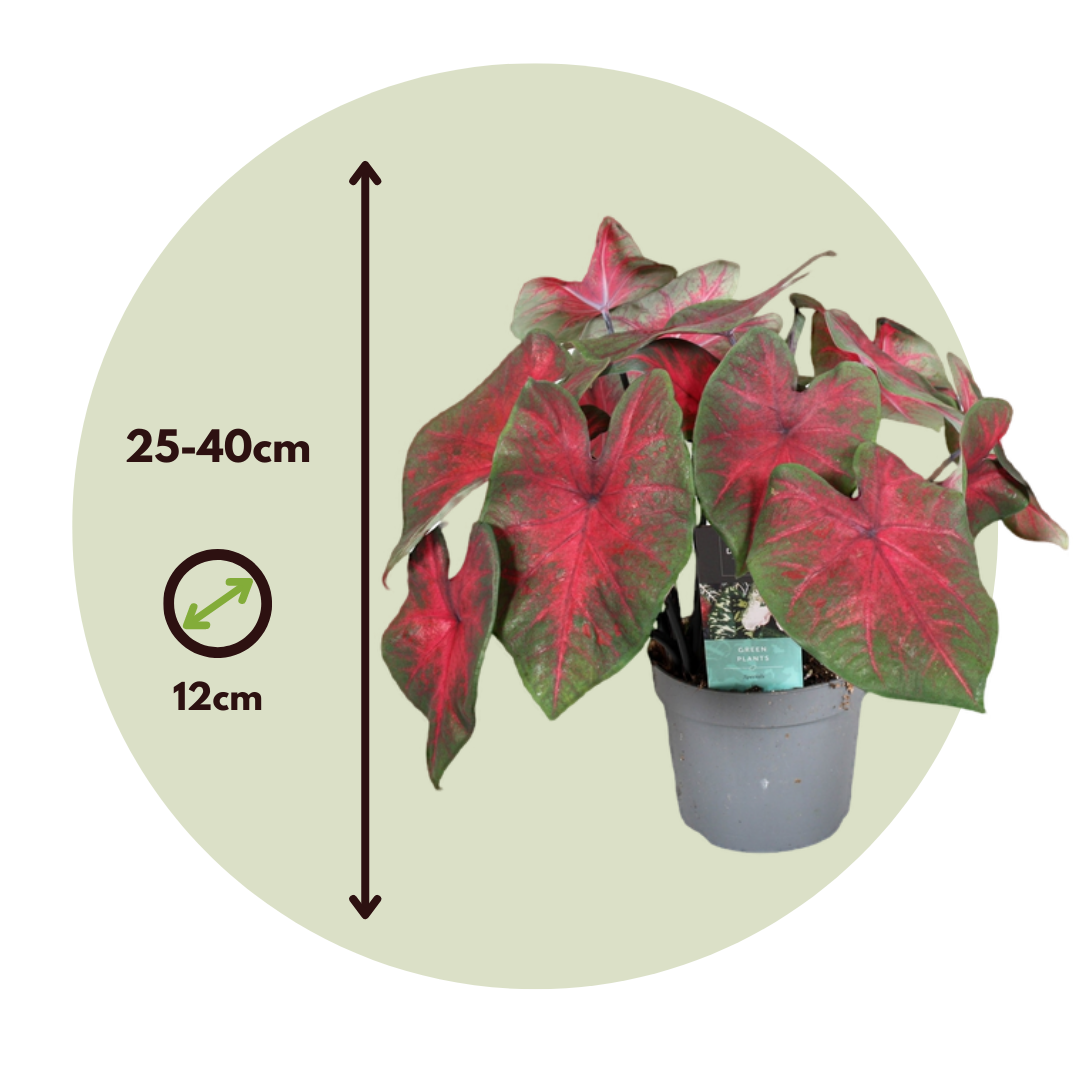 Caladio - Caladium 'postman Joyner' - Altura 25-40cm - ⌀12cm_2