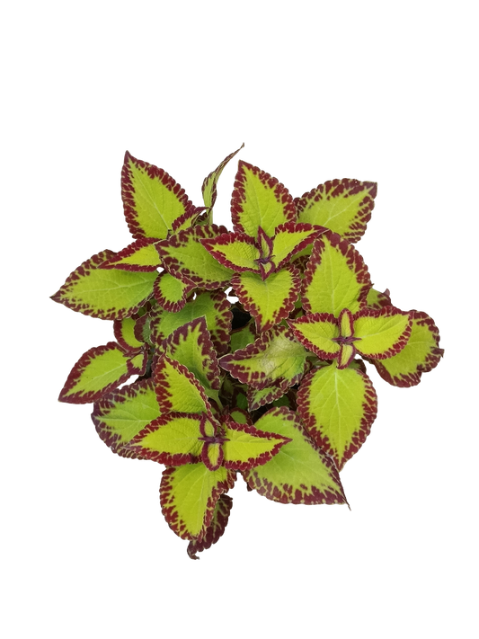 Coleo Variedad 3 Planta De Interior Ø14_0