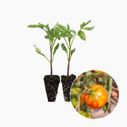 Plantón Tomate Pometa 2 Unidades - PlantaBo_0