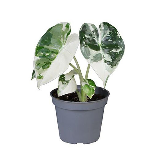 Planta Natural Alocasia Micholitziana 'frydek Variegata' 1 Ud Ø 6 Alt. 10_0