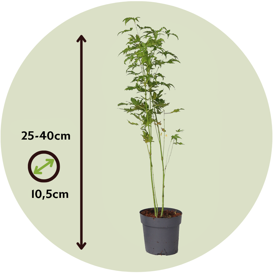 Arce Japonés - 4 Pzs - Acer Palmatum 'going Green' - Altura 25-40cm - ⌀105cm_2