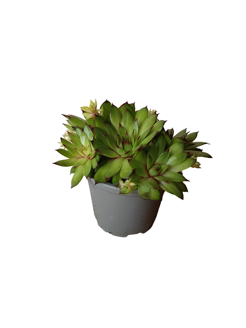 Sempervivum Mix Variedad 6 Planta De Sol Ø8_0