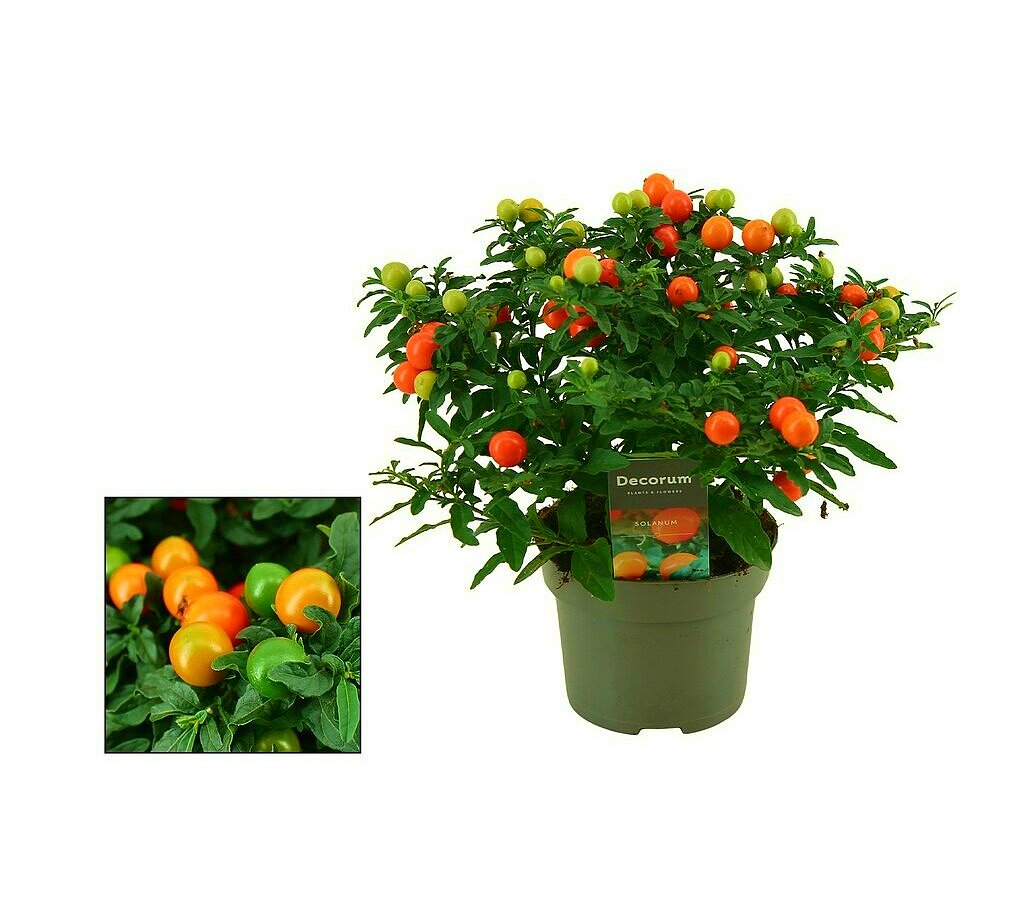 Solanum Pseudocapsicum M13 25cm (cerezo De Jerusalén)_0