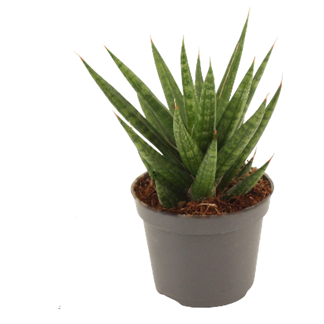 Sansevieria Francisii Planta Suculenta De Interior Purificadora Ø6_0