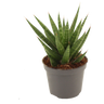 Sansevieria Francisii Planta Suculenta Purificadora De Interior Ø6