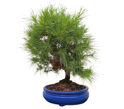 Bonsái Pinus Halepensis 14 Años (pino Carrasco)_1