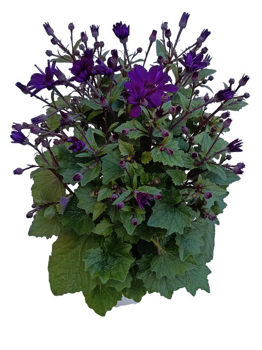 Cineraria Senetti Planta Natural Ø17 Flor Morada_0