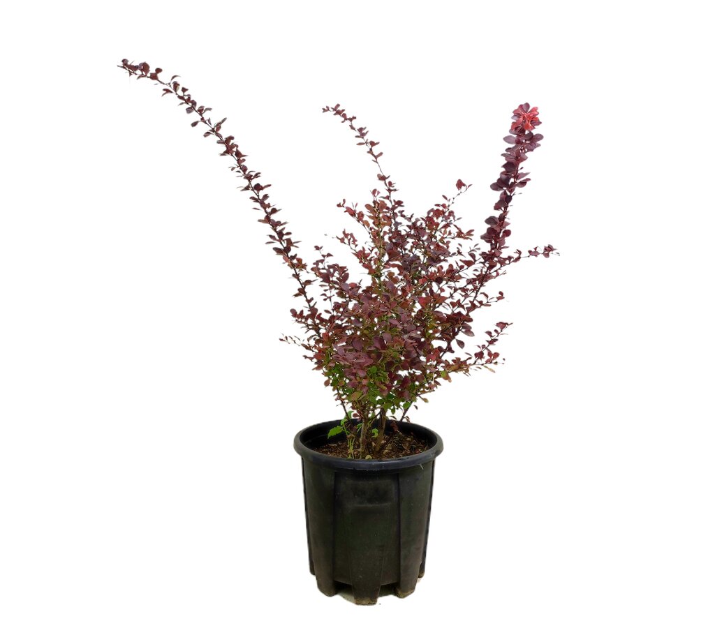 Berberis M24 60-80cm_0