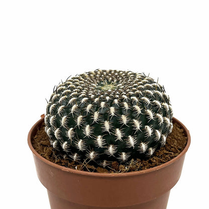 Sulcorebutia Arenacea Cactus Y Suculentas M8,5 cm Ø_0