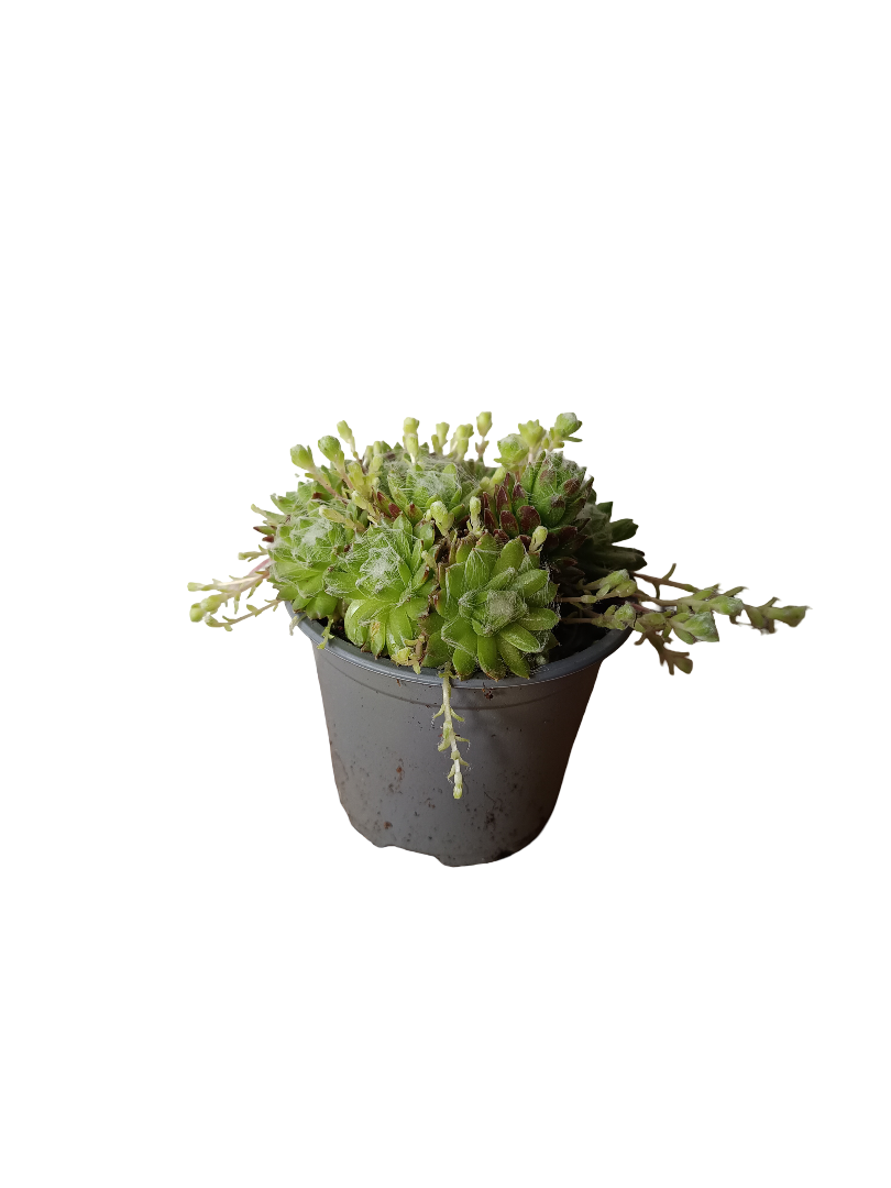Sempervivum Mix Variedad 3 Planta De Sol Ø8_0