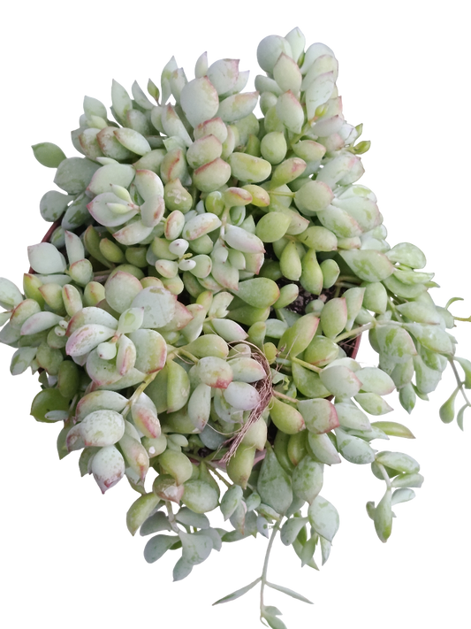 Cotyledon Pendens Ø13 Planta Suculenta Colgante_0