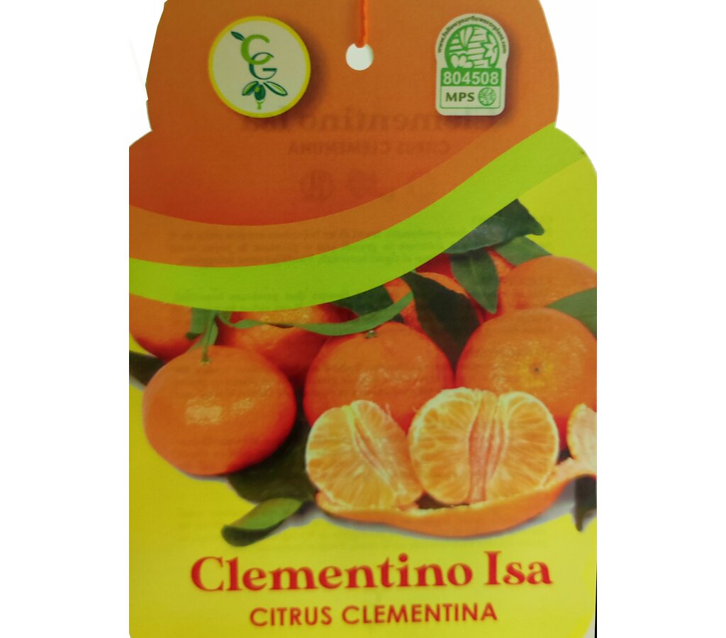 Mandarino Clementina Clemenules M21 65-75cm_1