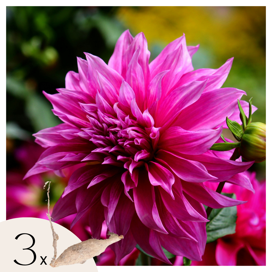Tubérculos De Dalia - 3 Pzs - Dahlia 'café Au Lait Rosé'_0