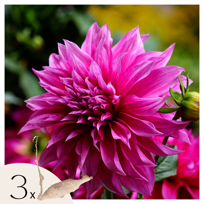 Tubérculos De Dalia - 3 Pzs - Dahlia 'café Au Lait Rosé'_0