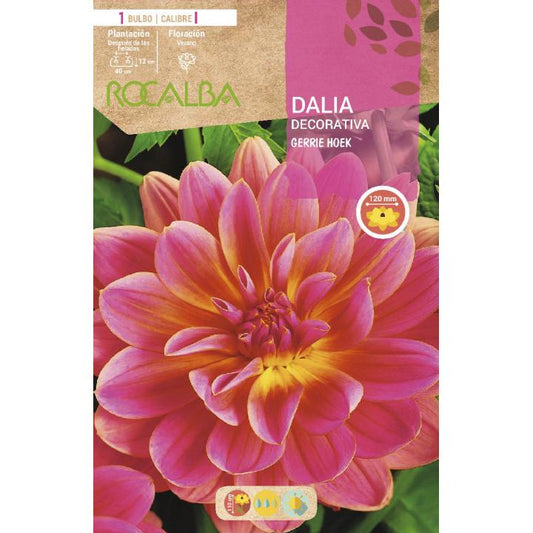 Bolbo decorativo de dália rosa com flor grande, 1 unid.