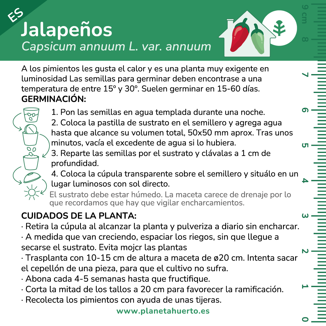Kit de autocultivo Jalapeño Planeta Huerto