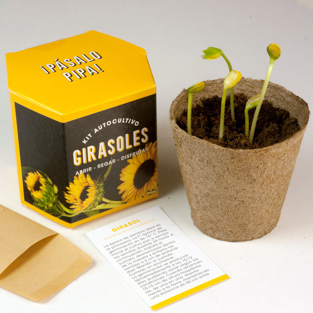 Kit Autocultivo Girasoles | Cultiva Flores Grandes Y Luminosas En Casa_2