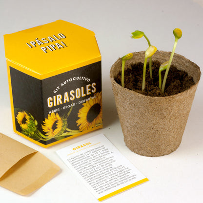 Kit Autocultivo Girasoles | Cultiva Flores Grandes Y Luminosas En Casa_2